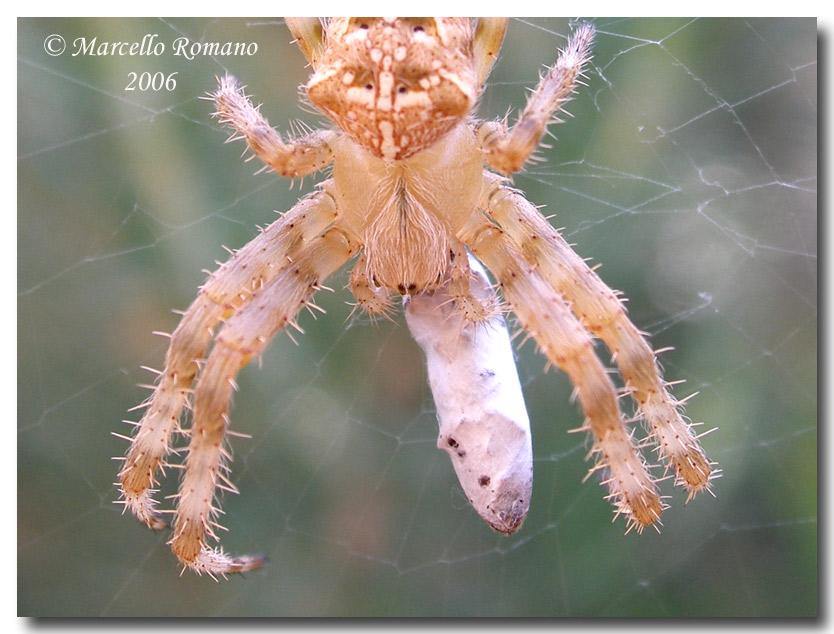 Un ragno sul rosmarino: Araneus diadematus